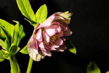 İnanılmaz renkli çiçeklere yakın dur.