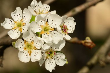Bahçedeki ağaçta güzel kiraz çiçekleri