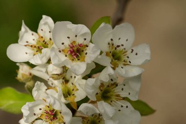 Bahçedeki ağaçta güzel kiraz çiçekleri