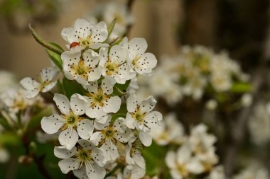 Bahçedeki ağaçta güzel kiraz çiçekleri