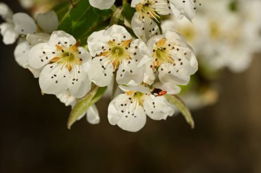 Bahçedeki ağaçta güzel kiraz çiçekleri