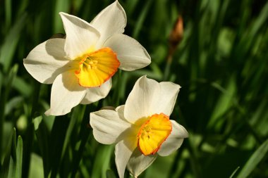 Bahçedeki güzel sarı çiçekler