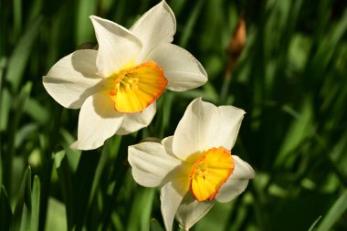 Bahçedeki nergisler