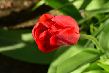 Bahçedeki kırmızı lale