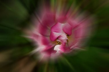 Güzel botanik fotoğrafı, doğal duvar kağıdı.