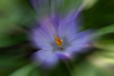 Güzel çiçek, çiçek konsepti...