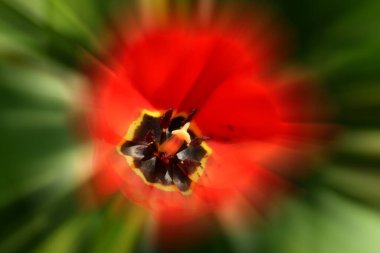 Güzel botanik fotoğrafı, doğal duvar kağıdı.