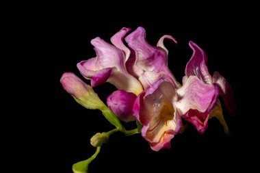 Güzel çiçekler, çiçek konsepti