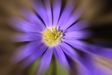 Mavi çiçeğin makro çekimi