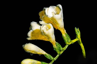 Siyah arka planda güzel beyaz çiçek