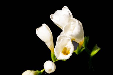 Siyah arka planda beyaz arka planda bahar çiçekleri.