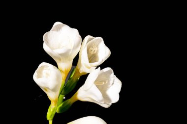 Siyah arka planda güzel çiçekler, yakın plan