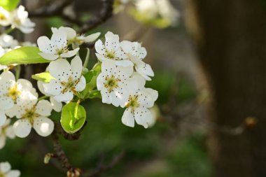 Bahçedeki ağaçta güzel kiraz çiçeklerine yakın.