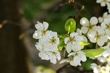 Bahçedeki ağaçta güzel kiraz çiçeklerine yakın.