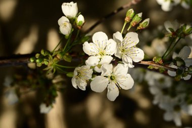 Bahçedeki ağaçta güzel kiraz çiçeklerine yakın.