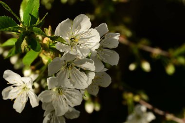 Bahçedeki ağaçta güzel kiraz çiçeklerine yakın.