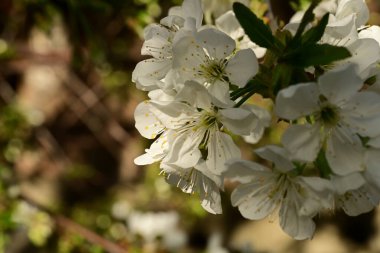 Bahçedeki ağaçta güzel kiraz çiçeklerine yakın.