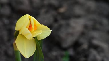 Güzel bahar nergis çiçeği, yakın çekim.