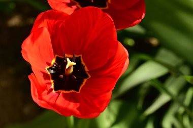 Bahçede büyüyen güzel bir bahar lalesi çiçeği 