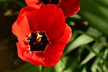 Bahçede büyüyen güzel bir bahar lalesi çiçeği 