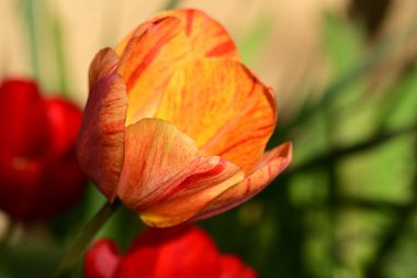 Bahçede büyüyen güzel bir bahar lalesi çiçeği 