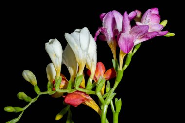 Siyah arka planda güzel çiçekler