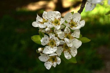 Bahçedeki ağaçta güzel kiraz çiçeklerine yakın.