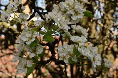 Bahçedeki ağaçta güzel kiraz çiçeklerine yakın.