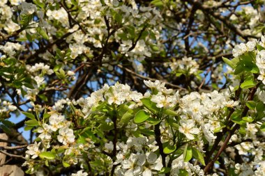 Bahçedeki ağaçta güzel kiraz çiçeklerine yakın.