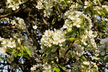 Bahçedeki ağaçta güzel kiraz çiçeklerine yakın.