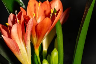 Güneşli yaz gününde bahçede yetişen güzel zambak çiçekleri.