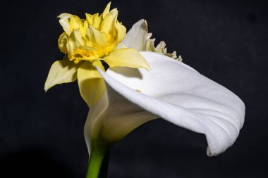 Siyah arkaplanda beyaz nergis çiçeği