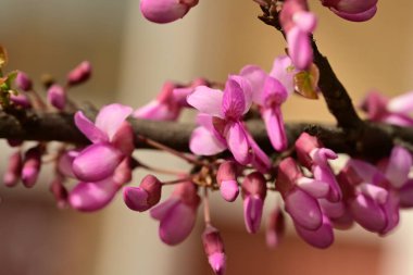 Bahçedeki güzel pembe çiçekler