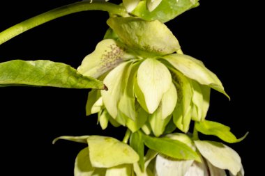 Güzel, parlak, karabatak çiçeği. Yaklaş.