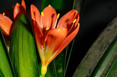 Güzel botanik fotoğrafı, doğal duvar kağıdı.