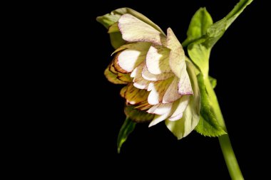 Güzel, parlak, karabatak çiçeği. Yaklaş.