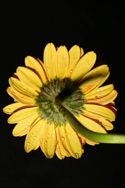 Güzel parlak Gerbera çiçeği, kapat