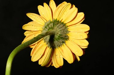 Güzel parlak Gerbera çiçeği, kapat