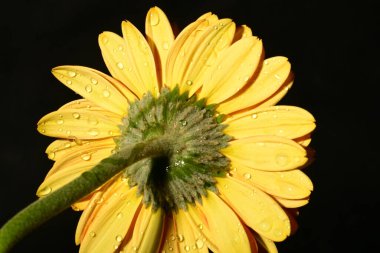 Güzel parlak Gerbera çiçeği, kapat