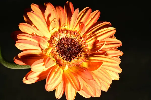 stock image beautiful bright  gerbera  flower,  close up