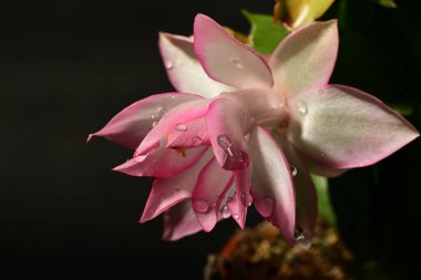 Güzel parlak Schlumbergera çiçeği, yaklaş. 