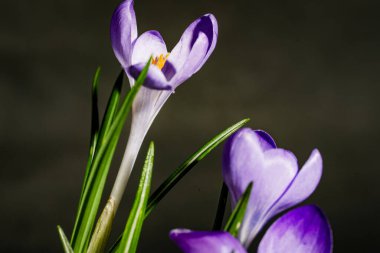 Siyah arka planda güzel mor kır çiçekleri