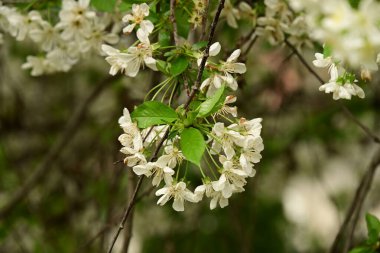 Bahçedeki ağaçta güzel kiraz çiçeklerine yakın.