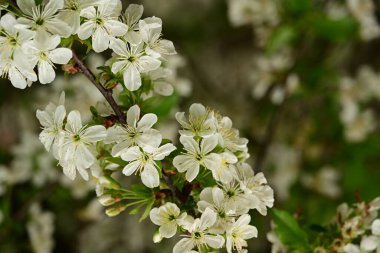 Bahçedeki ağaçta güzel kiraz çiçeklerine yakın.
