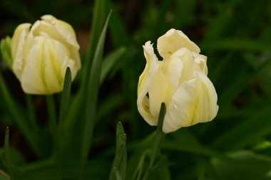 Bahçedeki sarı lale