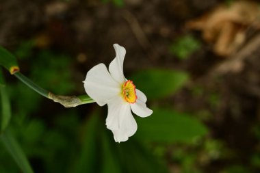 Güzel bahar nergis çiçeği, yakın çekim.