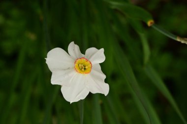 Güzel bahar nergis çiçeği, yakın çekim.