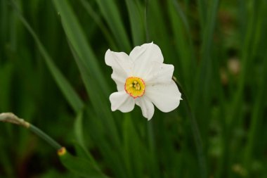 Güzel bahar nergis çiçeği, yakın çekim.