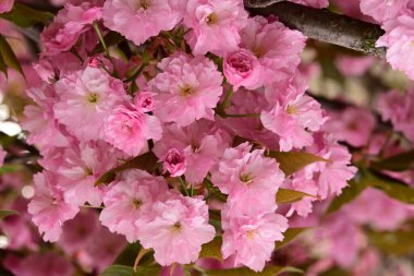 Bahçedeki ağaçta çiçek açan güzel sakura çiçeğini kapat.
