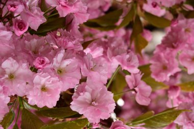 Bahçedeki ağaçta çiçek açan güzel sakura çiçeğini kapat.